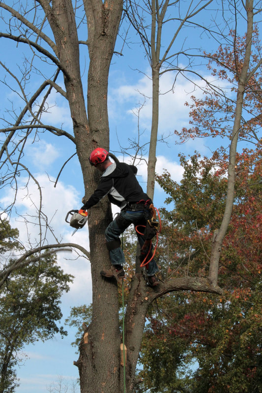 A tree service technician in Gastonia, NC trimming a tree with a chainsaw.
