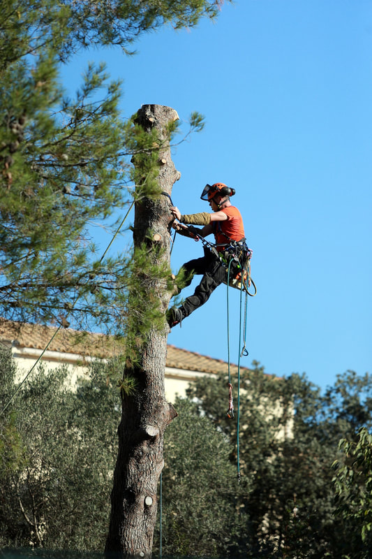 A man climbing a tree with a rope to remove the tree in Gastonia, NC.